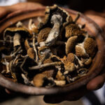 Hands holding bowl of dried mushrooms.
