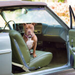 Brown dog sitting inside vintage green car