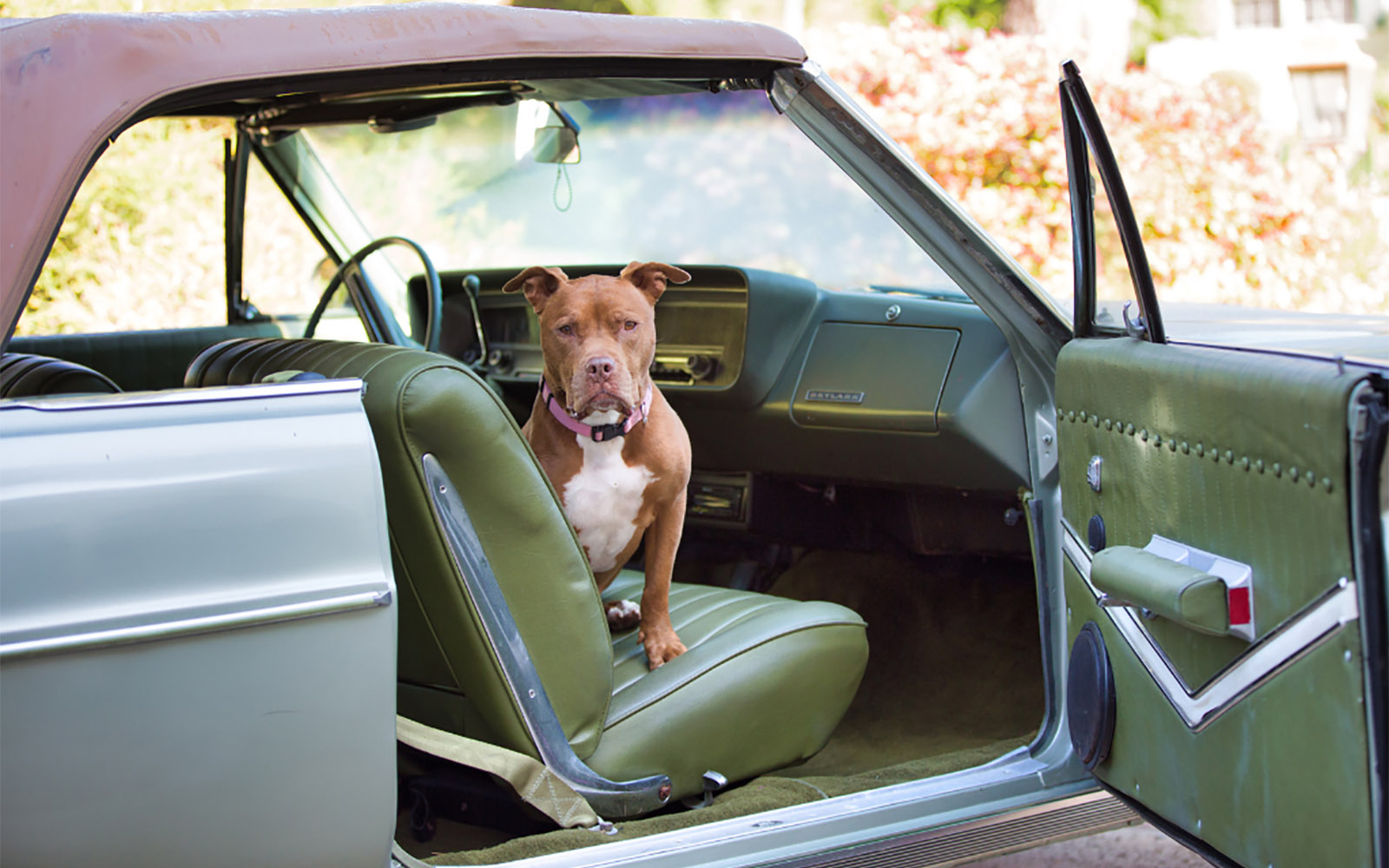 Brown dog sitting inside vintage green car