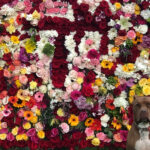 Dog in front of colorful flower wall