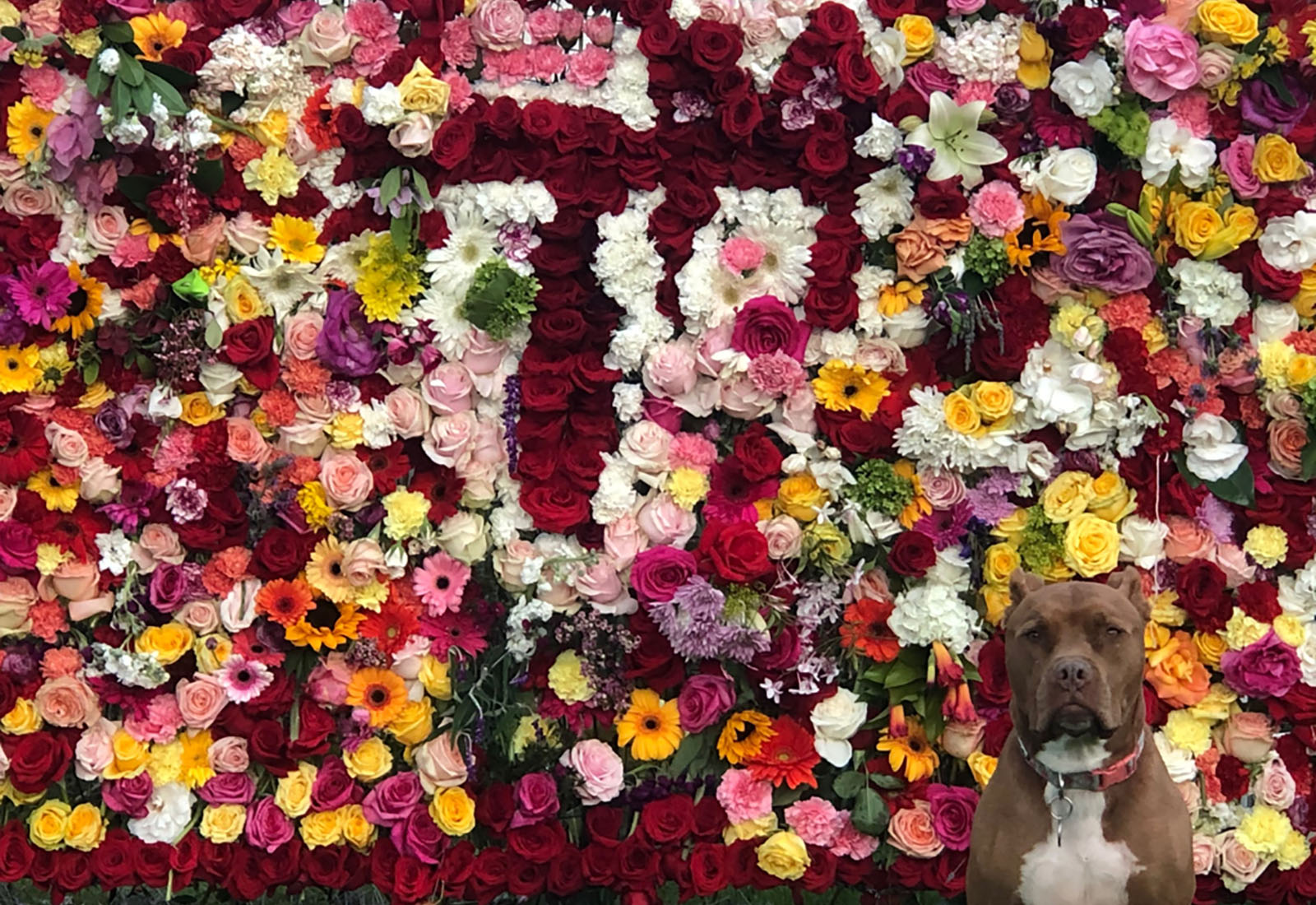 Dog in front of colorful flower wall